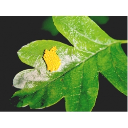 Black-veined White crataegi Egg Batch